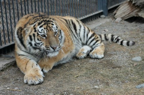 � "���� �����" �������� ������ ����� (����)