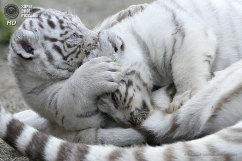 ������������ ������� �� ������