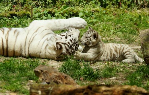 ����� ������� ������ � ������� ������������ ��������