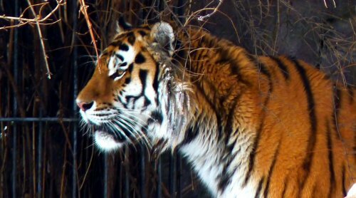 ����, ����! (����� ����������� ��������)