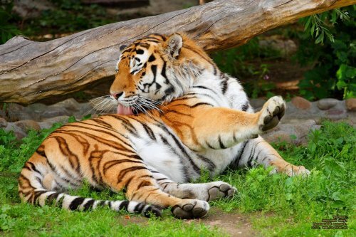 ����, ����! (����� ����������� ��������)