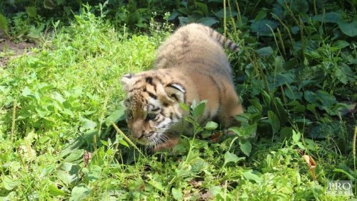 � ��������� �������� ������� ��������� ������� (����)