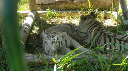 � �������� �������� ����� ������ (����)