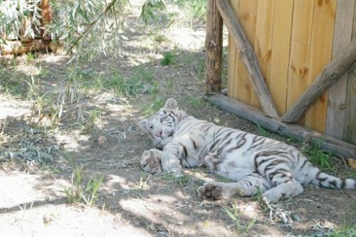 � �������� �������� ����� ������ (����)