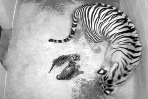 ���� ������������ ������ �������� � ������������ ����� ���������� (����)