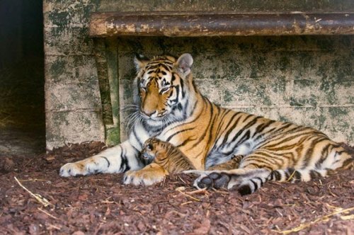 �������� ������� �� ������������ ��������