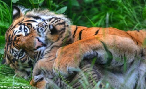 ����� ���������� ������������ ������ �� �������