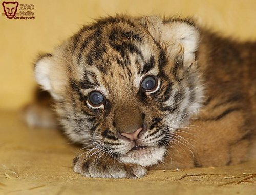 � �������� ����� �������� ��������� �������