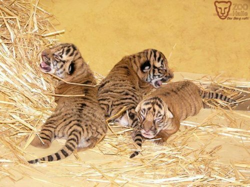 � �������� ����� �������� ��������� �������