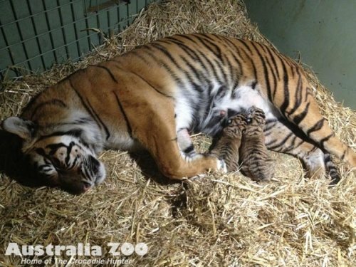 � ������������� �������� ������� �������� ������������ ������� (����)