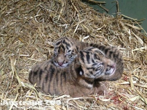 � ������������� �������� ������� �������� ������������ ������� (����)