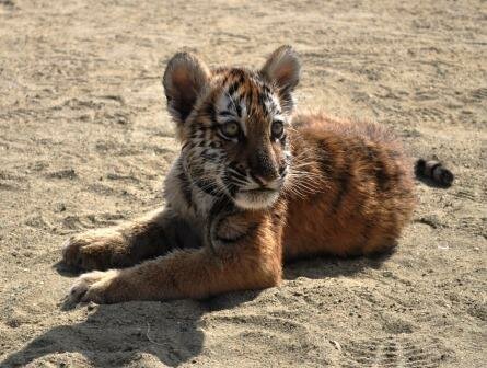 ������ ������ ��������� �������� � �������� ��������� (����)