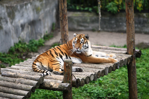 � ��������������� �������� ����� ������� ������� ������� (�����)