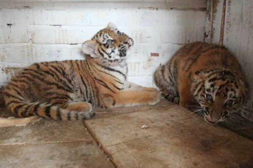 � �������� ������������ ������� � �������-��������� (�����)