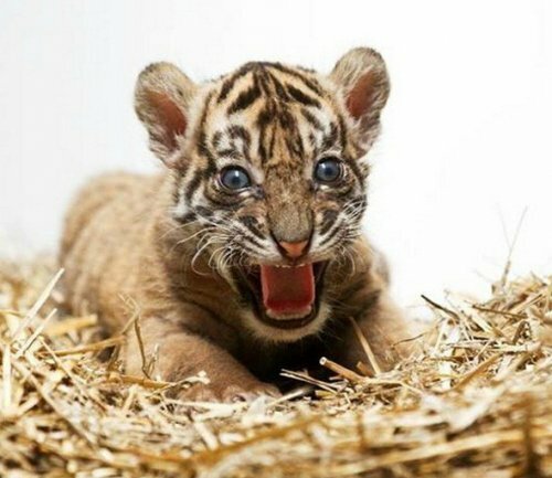 � �������� ����� ������� ������������ �������