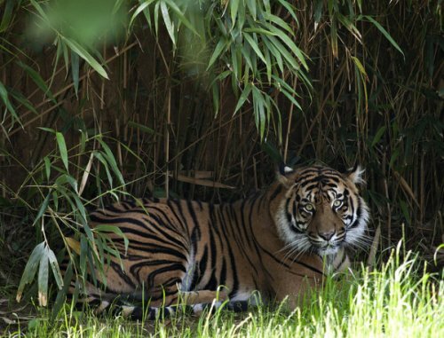 � ������������� ������������ �������� ���������� ������������ �������