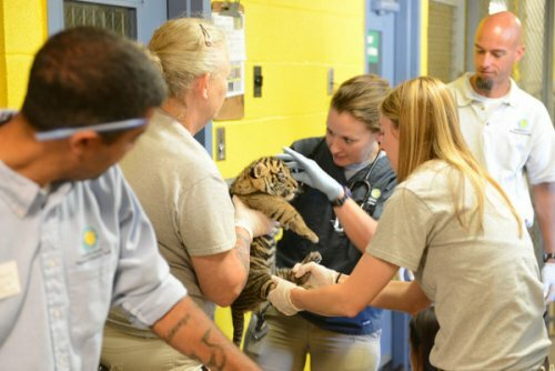 � ������������� ������������ �������� ���������� ������������ �������