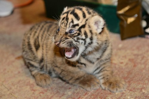 � ������������� ������������ �������� ���������� ������������ �������