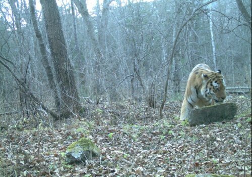 � �������� ������� ����������� �� �������� ���������� (����)