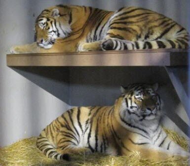 ������� ���������� ������������ �������� ������ ��������� �� �������� �������