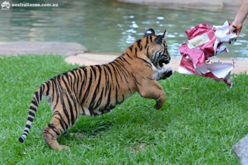 ������ ��������� � �������� ���������, ��� ��� ������������ ������� ��������� �� ���� (����, �����)