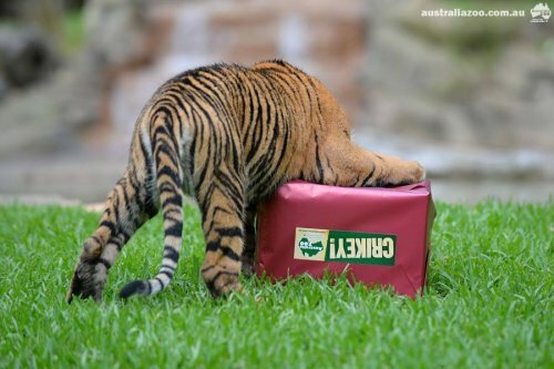 ������ ��������� � �������� ���������, ��� ��� ������������ ������� ��������� �� ���� (����, �����)