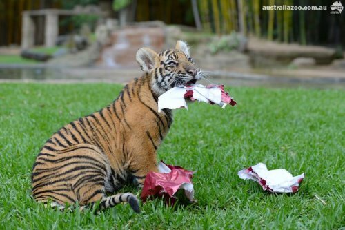 ������ ��������� � �������� ���������, ��� ��� ������������ ������� ��������� �� ���� (����, �����)