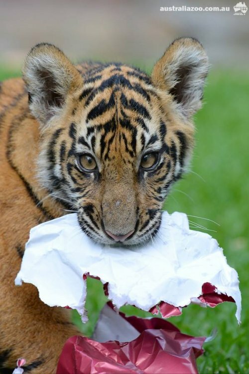 ������ ��������� � �������� ���������, ��� ��� ������������ ������� ��������� �� ���� (����, �����)