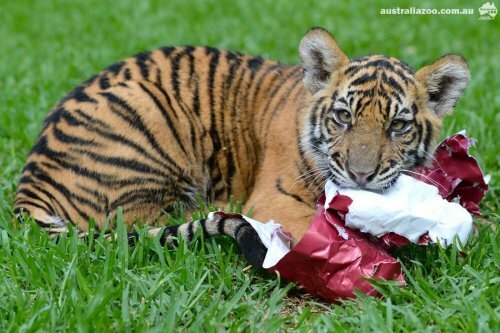 ������ ��������� � �������� ���������, ��� ��� ������������ ������� ��������� �� ���� (����, �����)