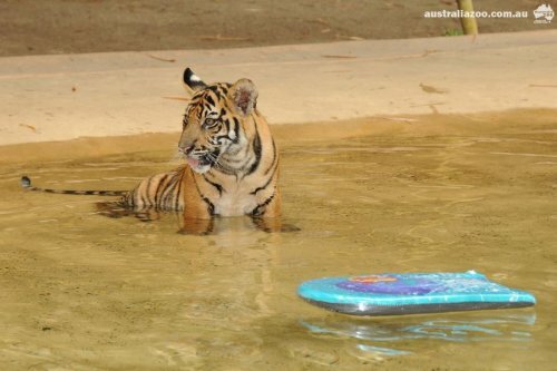 ������ ��������� � �������� ���������, ��� ��� ������������ ������� ��������� �� ���� (����, �����)