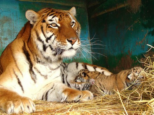 � ���������� �������� ����������� ������� (����)