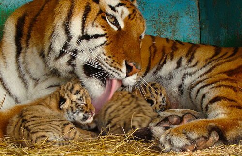 � ���������� �������� ����������� ������� (����)