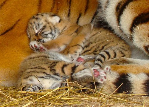 � ���������� �������� ����������� ������� (����)