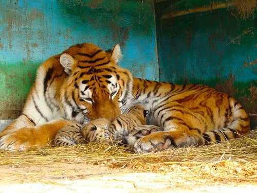 � ���������� �������� ����������� ������� (����)