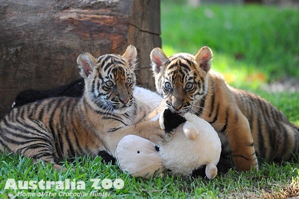 ����� ������������ ������ � ������������� ��������