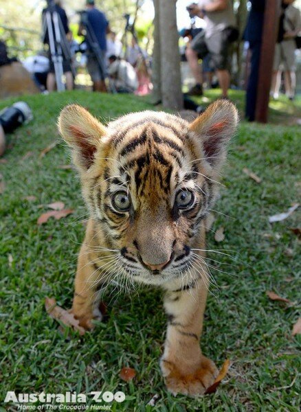 ����� ������������ ������ � ������������� ��������