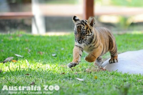 ����� ������������ ������ � ������������� ��������