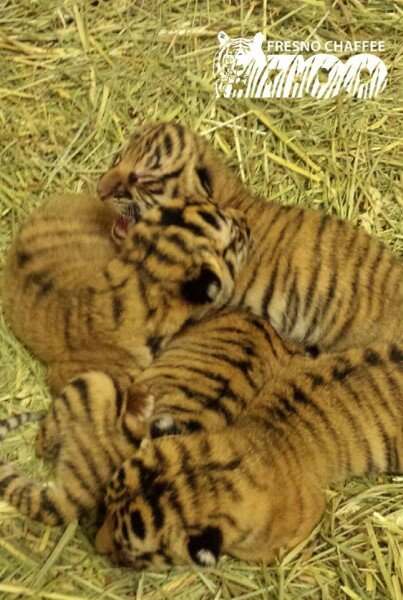 � �������� ������ ����� �������� ������ ��������