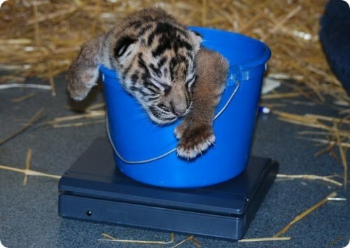 � �������� ������ �������� ������������ �������