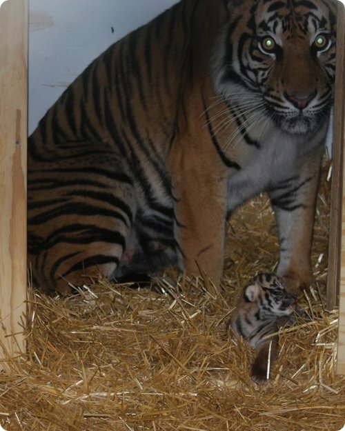 � �������� ������ �������� ������������ �������