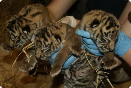 � �������� ������ �������� ������������ �������