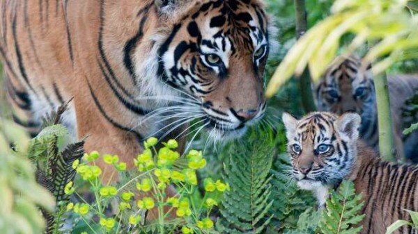 ���������� �������: ������������ ������� ����������