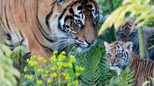 ���������� �������: ������������ ������� ����������