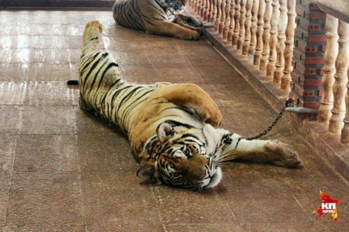 ������� �� ������ ���������� ���������� � �������� �����