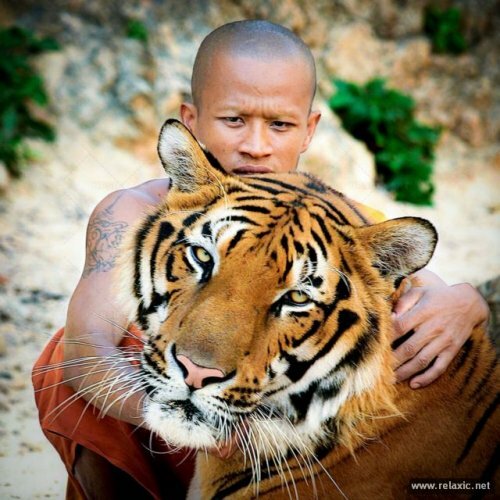 �������� ���������