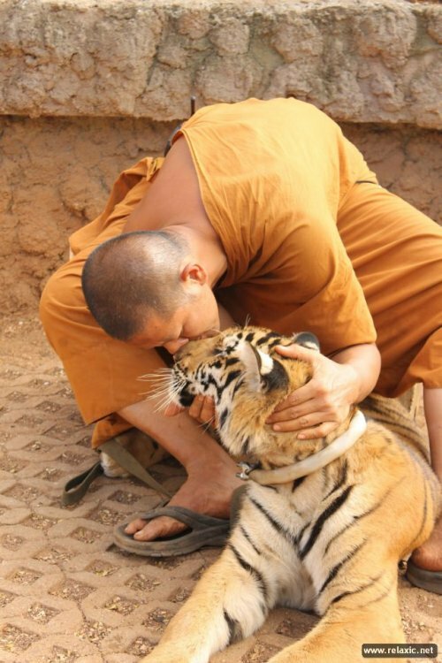 �������� ���������