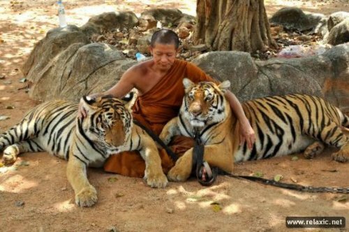 �������� ���������