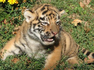 � �������� ��������� ������� �������� (����)