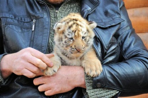 � ���������� �������� ��������� �������� ������� �����