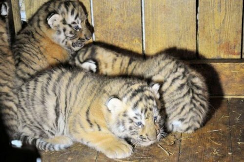 � ���������� �������� ��������� �������� ������� �����